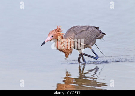 Aigrette garzette (Egretta rufescens rougeâtre) pêche adultes en eau peu profonde à l'Everglades, Florida, USA Banque D'Images