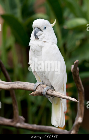 Cacatoès blanc (Cacatua alba ) sur l'affichage dans le Bali Bird Park - en captivité Banque D'Images