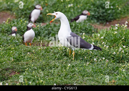 Moindre Goéland marin (Larus fuscus) appelant adultes sur le terrain dans une colonie de macareux de l'Atlantique, les îles Farne, England, UK Banque D'Images