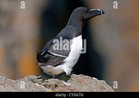 Un petit pingouin (Alca torda) perché sur un rocher dans la colonie de reproduction, à l'île de Lunga, Ecosse, Royaume-Uni Banque D'Images