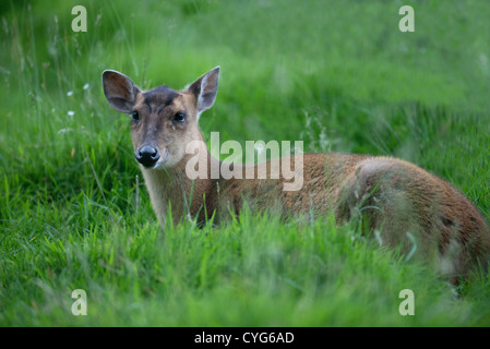 MUNTJAC Muntiacus reevesi femelle reposant parmi l'herbe. Banque D'Images