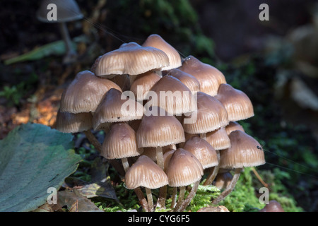 Bonnet en cluster (Mycena inclinata) Champignons Banque D'Images