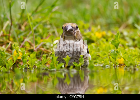 (Coccothraustes coccothraustes hawfinch) jeune oiseau baignade en piscine montrant la réflexion Bulgarie Europe Banque D'Images
