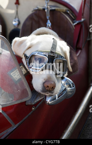 Golden Labrador assis dans le siège passager de Morgan plus 4 voitures à moteur portant des lunettes de protection à la mode ou des Doggles, Banque D'Images