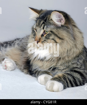 Jeune chat norvégien reposant sur le sol en gris clair retour Banque D'Images