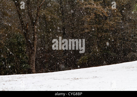 Une forte averse de neige en décembre au bord d'une clairière dans les Midlands de Caroline du Sud. Le poids de la neige tomber en Décembre Banque D'Images