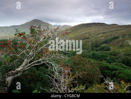 Rowan sorbier Sorbus aucuparia tree fruit rouge baies baies d'automne automne rynvyle Connemara Galway Irlande Banque D'Images