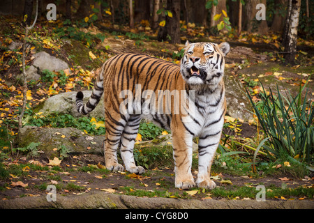 Tigre mâle dans le zoo de Leipzig Banque D'Images