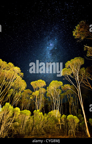 Stars et Milky Way au-dessus de la forêt de Mallee. Banque D'Images