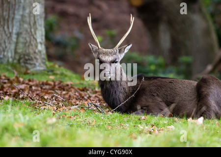 Le cerf sika (Cervus, rippon), Stag au repos, Dorset, England, UK. L'Europe Banque D'Images