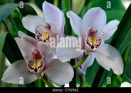 Rose hybride Cymbidium Orchidée teinte La teinte rouge asiatique exotique fleurs fleur qui s'épanouit depuis longtemps d'une durée Banque D'Images