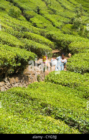 Portrait vertical d'une Marche des femmes indiennes entre les buissons dans une plantation de thé en Inde. Banque D'Images