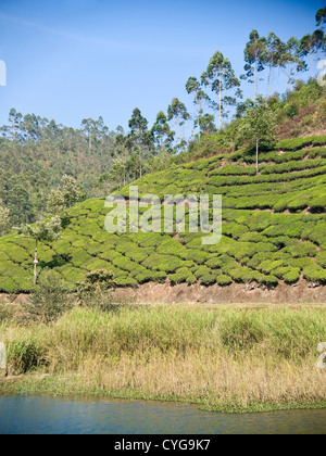 Vue verticale de la plantation de thé buissons couvrant les pentes dans les collines de Munnar, Inde Banque D'Images