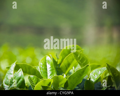 Close up horizontale de feuilles de thé vert sain croissant sur un buisson, à une plantation de thé en Inde. Banque D'Images