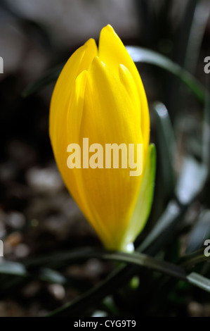 Tulipa sylvestris tulipe sauvage espèces closeup fleur fleurs printemps tulipes jaune bulbes Banque D'Images