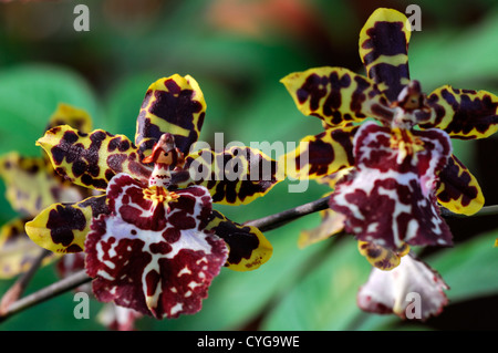 Wilsonara tiger brew fleur fleurs orchidée orchidées tropicales exotiques crème jaune marquage brun gros plan portraits végétaux Banque D'Images