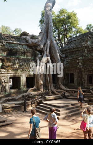 Racines d'un arbre géant le Temple Ta Phrom également mangeuses dans le Temple d'Angkor au Cambodge, Parc Banque D'Images