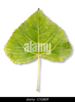 Des feuilles de peuplier isolé sur un fond blanc. Clipping Path Banque D'Images