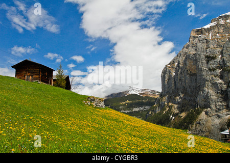 Grange et fleurs jaunes sur une pente herbeuse. Zurich, Suisse Banque D'Images