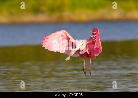 Roseate spoonbill Platalea ajaja (adultes) L'atterrissage sur l'eau, l'Everglades, Florida, USA Banque D'Images