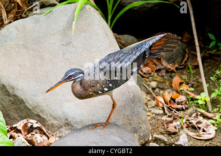 Sunbittern (Eurypyga helias) adulte debout sur des rochers sur une jambe et qui s'étend son aile dans la jungle au Costa Rica, Amérique centrale Banque D'Images