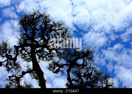 Silhouette de branches de pins contre le ciel bleu Banque D'Images