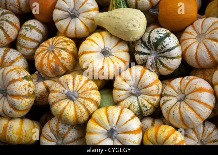 Variétés de courge et de potiron à la Jamaïque Marché - Mexico DF Banque D'Images