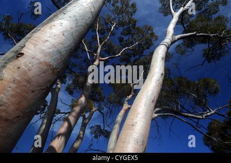 Les gencives du saumon (salmonophloia d'Eucalyptus), le Credo, l'ouest de l'Australie Banque D'Images