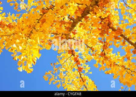 Les feuilles de ginkgo biloba jaune Banque D'Images