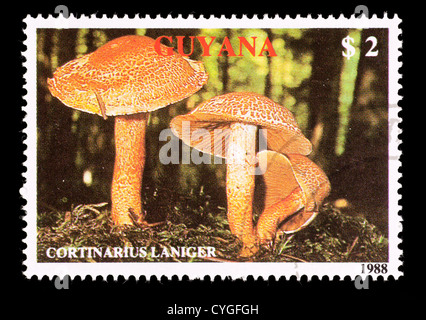 Timbre-poste de la Guyane illustrant les champignons (Cortinarius laniger) Banque D'Images