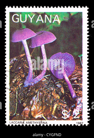 Timbre-poste de la Guyane représentant l'améthyste violette imposteur (Laccaria amethystina) Champignons Banque D'Images