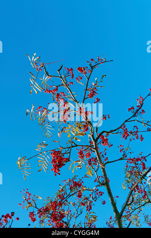 Succursale d'un frêne de montagne avec des baies rouges contre le ciel bleu. Banque D'Images