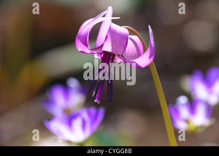 Dogtooth fleur violette Banque D'Images