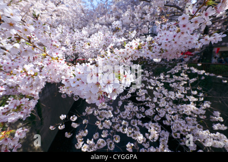 Les fleurs de cerisier à Meguro river à Tokyo, Japon Banque D'Images