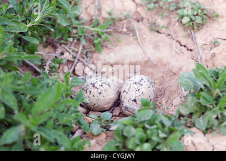 Oedicnème criard Burhinus bistriatus ; Espagne ; oeufs ; Banque D'Images