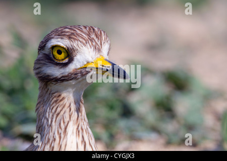 Oedicnème criard Burhinus bistriatus ; Espagne ; Banque D'Images