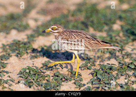 Oedicnème criard Burhinus bistriatus ; ; Espagne ; walking Banque D'Images
