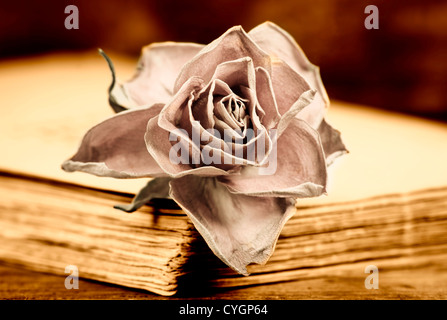Une rose pâle sur un vieux livre Banque D'Images
