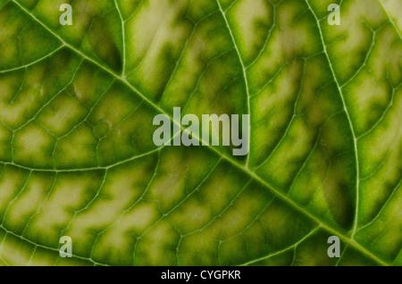 Grandes feuilles d'hydrangea japonais multicolore vert contraste sur l'intérieur de la structure de la feuille fine veine thoracique Banque D'Images