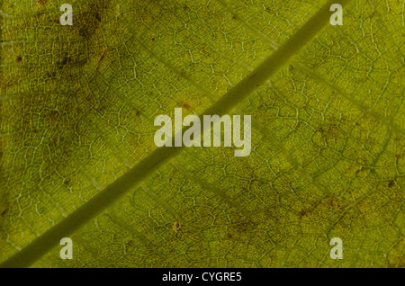 Le soleil et la lumière qui saisie grâce à grand contraste vert feuille de vigne contre la structure fine de la feuille interne Banque D'Images