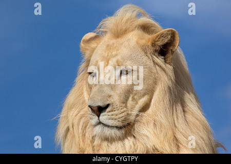 Portrait d'un Lion Blanc Banque D'Images