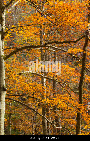 L'AUTOMNE ARBRES ET CASCADES DE FEUILLES ROUSSÂTRES EN NOVEMBRE Banque D'Images