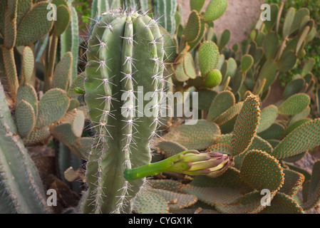 Pilosocereus pachycladus avec cactus fleur sur le point d'ouvrir Banque D'Images