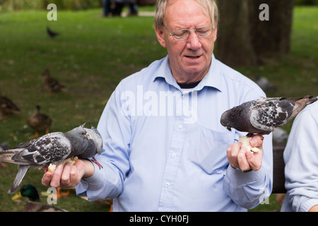 L'alimentation de l'acheteur les pigeons Salisbury Angleterre UK Banque D'Images