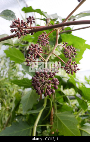 Schefflera chapana gousses graines détail Banque D'Images