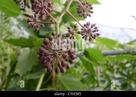 Schefflera chapana gousses graines détail Banque D'Images