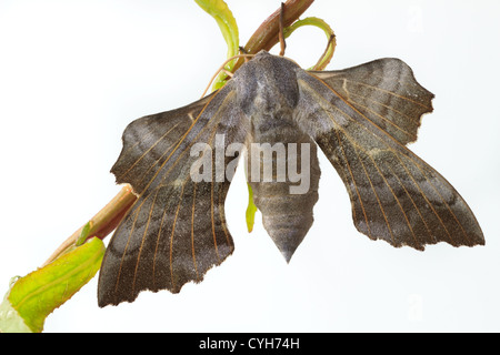 One-Eyed Sphinx moth (Smerinthus cerisyi) // sphinx du saule (Smerinthus cerisyi) sur une branche de saule Banque D'Images