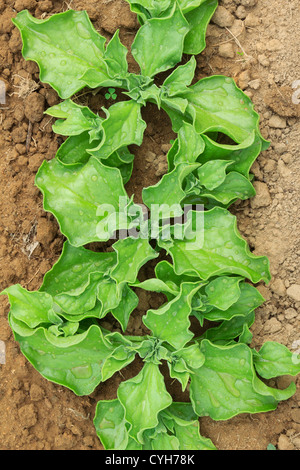 La fabrique de glace cristalline, commune Iceplant (Mesembryanthemum crystallinum) dans une cuisine jardin // ficoïde glaciale au potager Banque D'Images