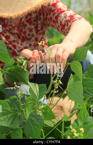 Torsions du haricot vert 'Oxinel' sous une serre // cueillette de haricots verts nains 'Oxinel' Banque D'Images