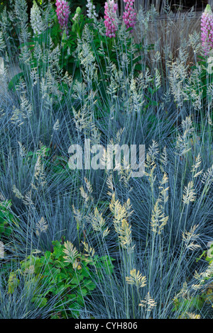 Fétuque bleue 'Elijah Blue', Festuca glauca 'Elijah Blue' // bleu Fétuque 'Elijah Blue', Festuca glauca 'Elijah Blue' Banque D'Images